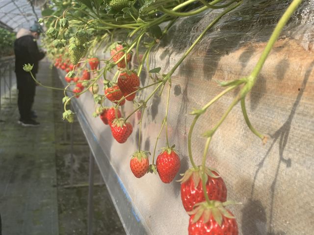 ��������H�ׂđ喞���ł�����_��{��������