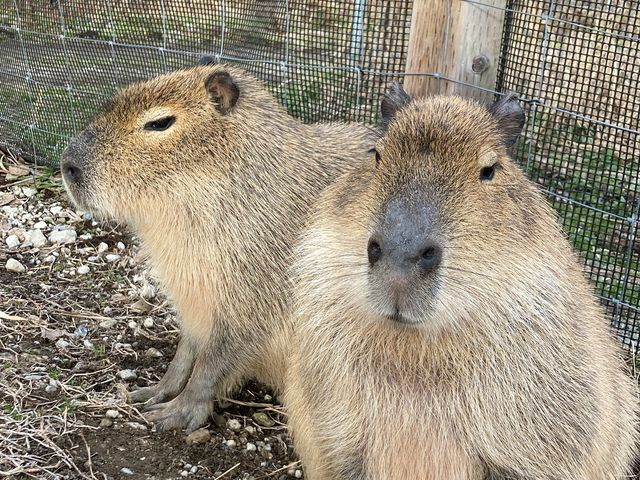 �J�s�o���B���ł�ƃS�����Ă��Ă���܂����B_�����Y�ӂꂠ���ǂ��Ԃ�