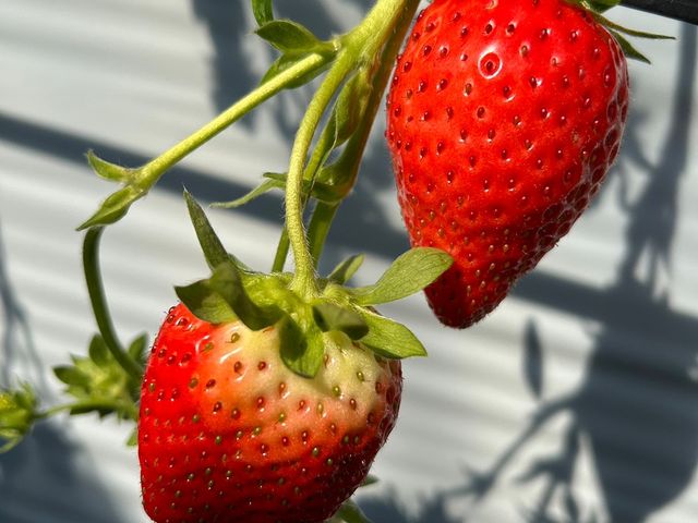 �C�`�S
_BERRYHOUSE