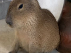 Ȃ0605̂ӂꂠǂԂJtF fuuւ̓eʐ^2