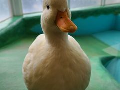 ӂꂠǂԂJtF fuu̎ʐ^1