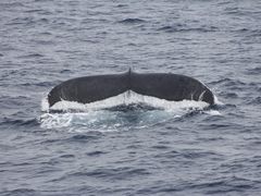 ��������̉���A�C�����h�N���[�ւ̓��e�ʐ^1