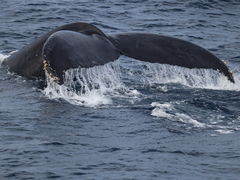 �݂ۂ�����̉���A�C�����h�N���[�ւ̓��e�ʐ^1