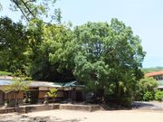 ڂ炳̕l̋{̑̓eʐ^3