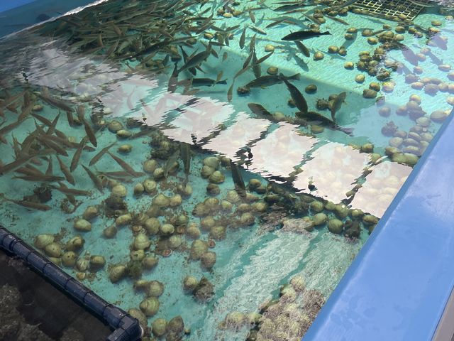 ���̓��̓A�W�̑��ɂ����������܂�����_����p�[�N���Ă��