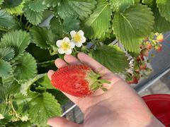 Jun̔_g@l@Ă܉c_gւ̓eʐ^1