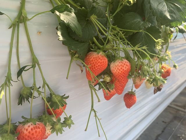 ���ꂢ�ɏn��Ă܂���_�W�H���t���[�c�_��