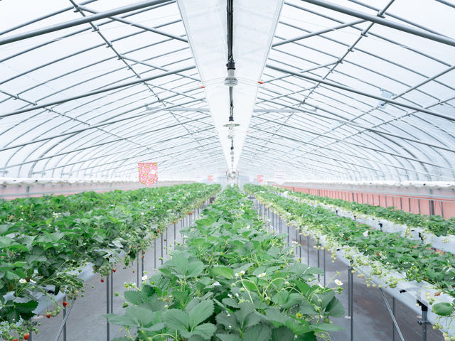 �C���������ł�_������ �Ղ��� -ichigo plant-