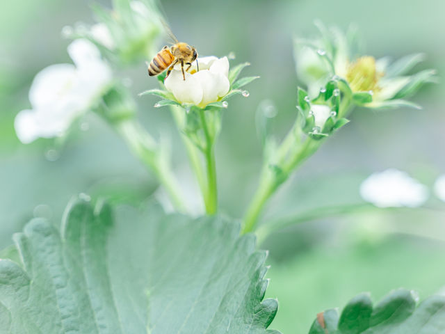 ���킢���݂΂�����_������ �Ղ��� -ichigo plant-