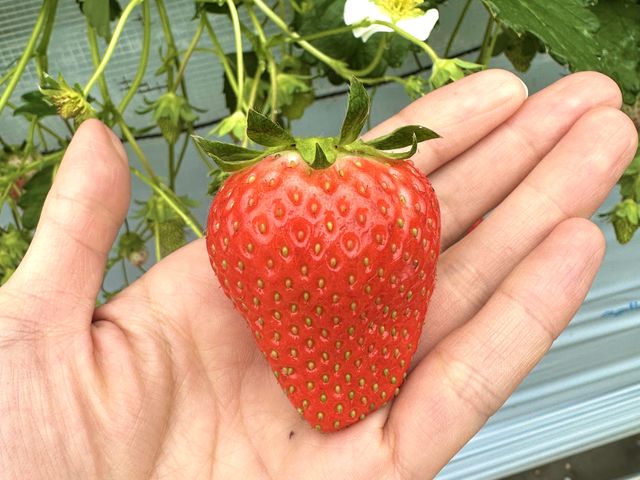 �傫�Ȃ��������������񂠂�܂���_�������_���������s�A�b�c�@