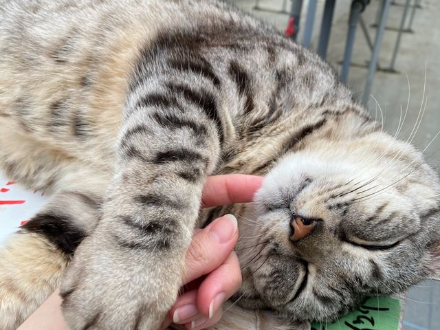 �ŔL �͂�В�_���������̋��@���V�������_��