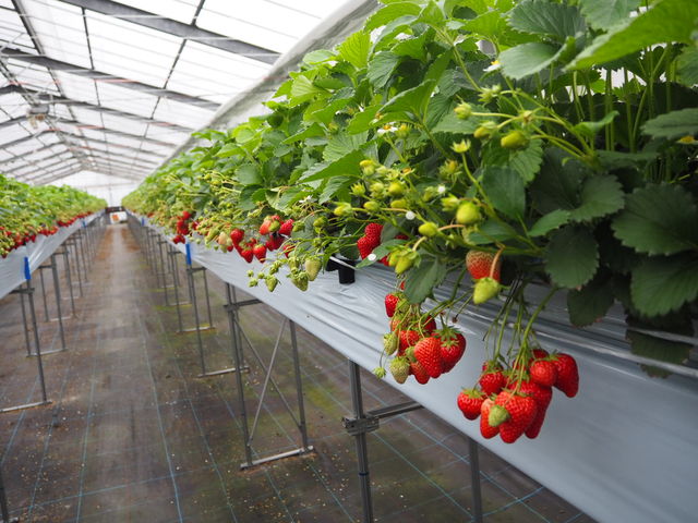 �ʘH�͕����₷���ł�_���R�ِ�