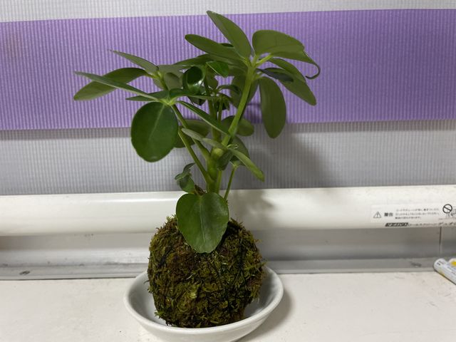 �ۋ�_�A����