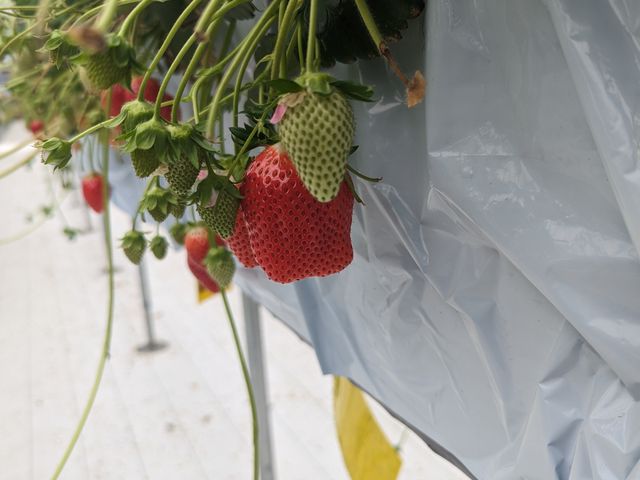 �ԉ���������񂠂�A�܂��܂����ꂩ��y���߂܂���B_FARM�@LAB