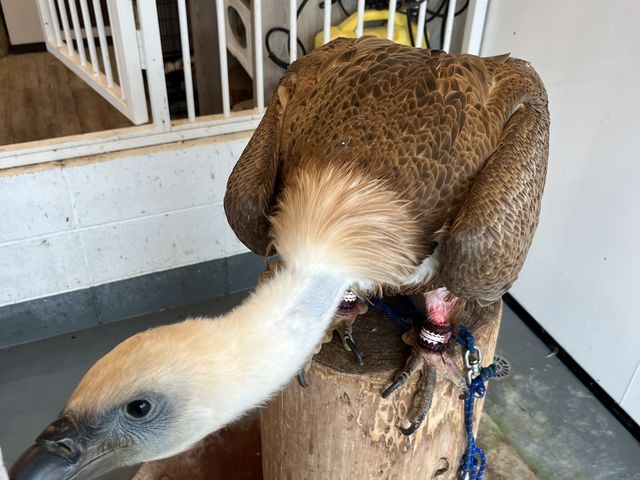 �V���G���n�Q���V����I
�傫�������A�A�A_�ӂꂠ���J�t�F ���ӂ肱����