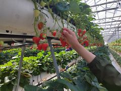 ݂񂳂̈hN_ւ̓eʐ^1