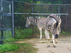 KAZŰ\㓇AXւ̓eʐ^1