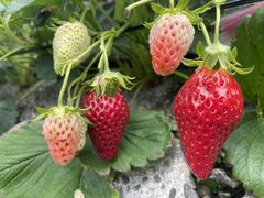 �Ԃ���̂Ȃ������ւ̓��e�ʐ^1