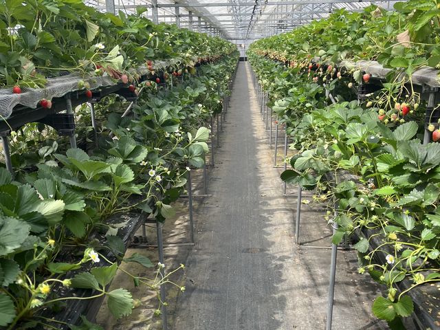 �C�`�S����܂����B_�G�ߑ̌��_��@�Ԃ̊C