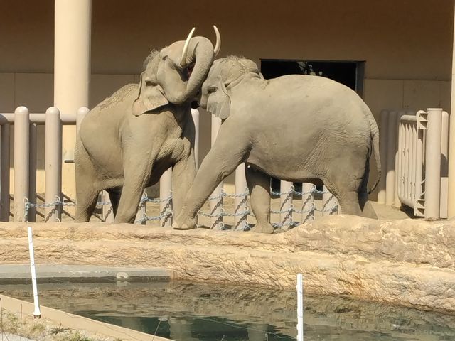 �����ł͂Ȃ��`�Y������U���Ă��铮���炵���ł��B_�~�R������