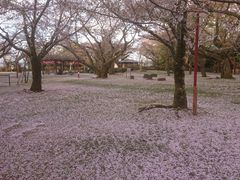 山政小山園　先陣の昔　さみどり　30g＊7 楽天市場】さみどり 山政小山園の通販