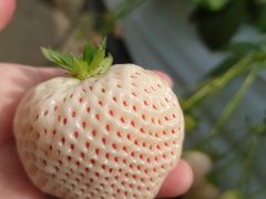 ҂̂Eu[x[_@x[̋ւ̓eʐ^1