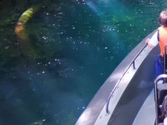 Ⴓ̃BgJ̓]ւ̓eʐ^1