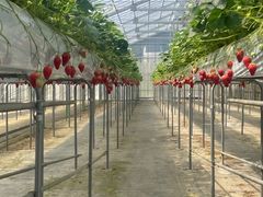 ��������̃C�`�S���J�Â̗��ւ̓��e�ʐ^1