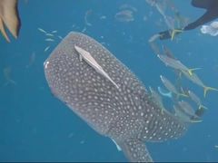 bgdqqx̃_CrOT[rXEՂ܂ǂւ̓eʐ^1