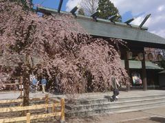 ��イ����̎ː��_�Ђւ̓��e�ʐ^1