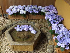 jR񂳂̈bώRւ̓eʐ^1