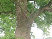 VJO̊⍑s풬꒚ڂ̃NXmLQyуNmL̓eʐ^4