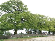 VJO̊⍑s풬꒚ڂ̃NXmLQyуNmL̓eʐ^5