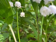 kPĂ郉C_[̓JŝQn̓eʐ^1