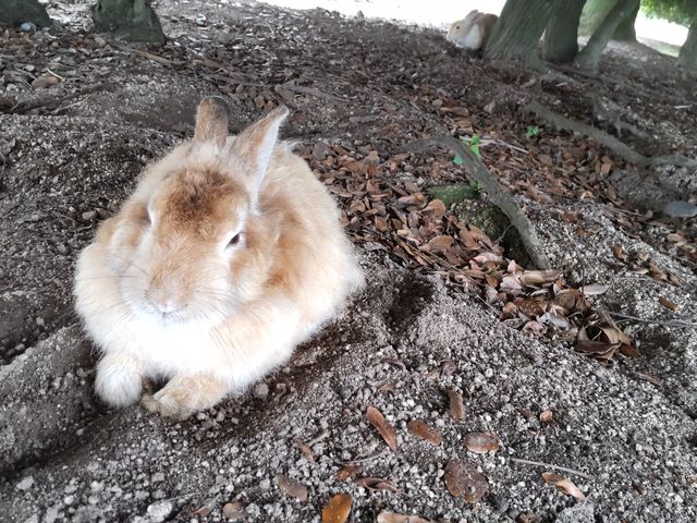 ���������ς��̃E�T�M_���r�b�g���C���i�O���]��v�쓇�q�H�j