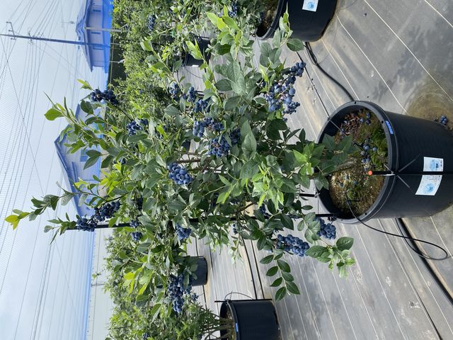 �����Ɏ������u���[�x���[�B�n�A���ł͂Ȃ��|�b�g�͔|�̂��ߕ����₷�������ł��B(�������ł��݂܂���)_�x���u���[�x���[�t�@�[��  mokki