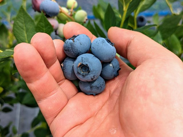 �ł���_�Ƃ悳���u���[�x���[�K�[�f��