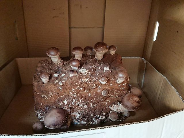 �i�{�[�����ň�ĂĂ܂�_�����x�G�i�W�[�t�@�[���@���������Ƃ��������̐X