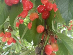 ҁ[̗̓@ɓ߉؂ւ̓eʐ^1