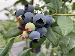 TSMILAND FARMւ̓eʐ^1