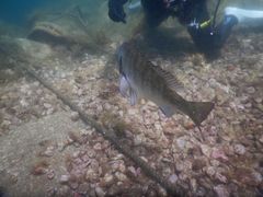 Ȃ̂͂}T[rX吣ւ̓eʐ^2