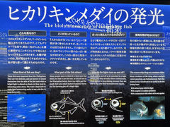 Í`[Cف`V[JXE~[WA`̎ʐ^4