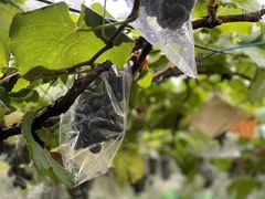 ��傤����̏������ւ̓��e�ʐ^1