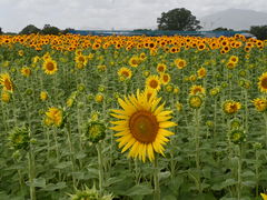 Ɂ`̍ԎsЂ܂蔨ւ̓eʐ^2