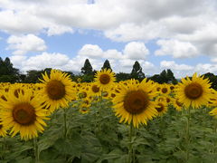 Ɂ`̍ԎsЂ܂蔨ւ̓eʐ^6