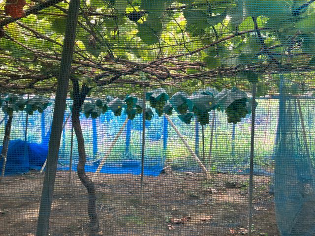 �V���C���}�X�J�b�g�͖Ԃň͂�ꂢ�āA�n�߂�2�l��1�[�I��Ŏ��܂��B�ȍ~�͓���܂���B_�܂邩��_��(�����s�ό��Ԃǂ��Z���^�[�����x��)