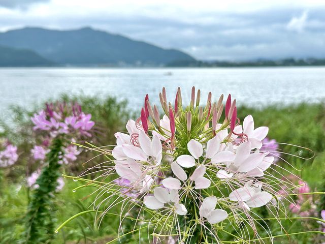 �J���~������~�񂾂�̂��V�C�B����Ă����炱������x�m�R��������͂��E�E�E_�x�m��΃n�i�e���X