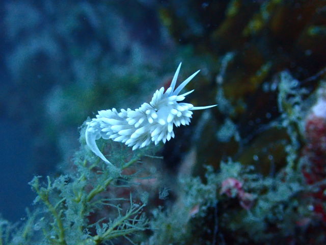 �T�N���~�m�E�~�E�V_�k�C���_�C�r���O�V���b�v Poseidon