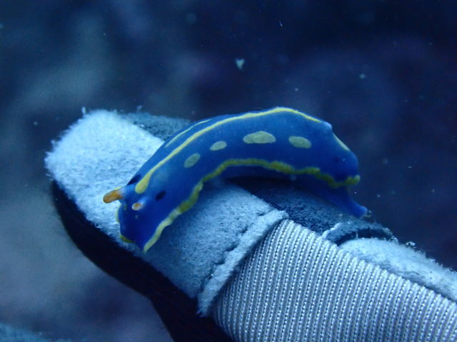 �A�I�E�~�E�V_�k�C���_�C�r���O�V���b�v Poseidon