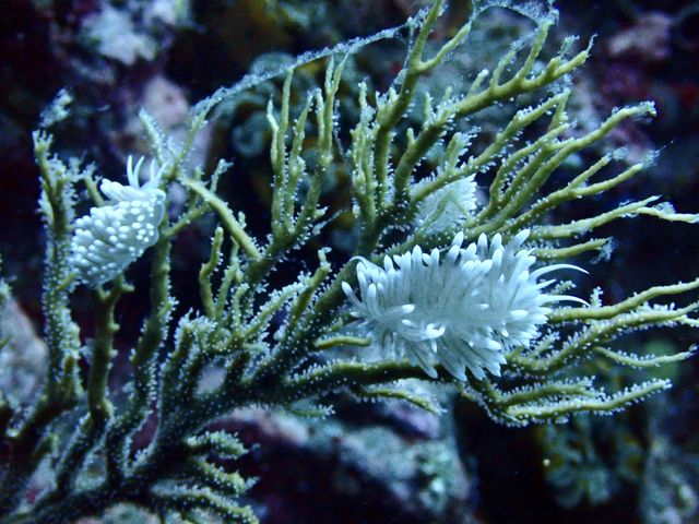 �E�~�E�V��R�݂�܂����I���ɂ��A�I�E�~�E�V��^�c�m�I�g�V�S���݂�܂����I�I_�k�C���_�C�r���O�V���b�v Poseidon